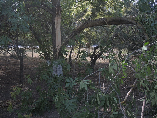 В Ростове в грозу  снова  ломало деревья