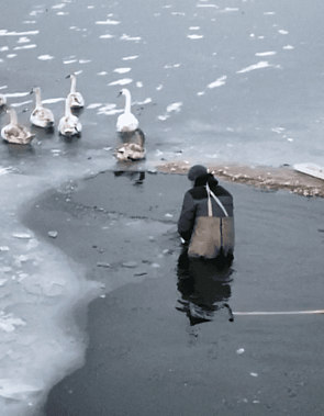 Для батайских лебедей пробили лед