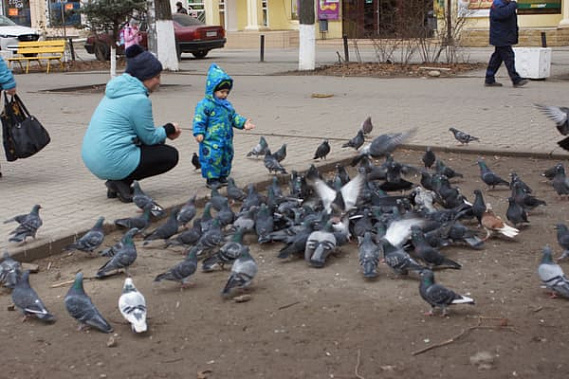 Вместо птиц в Батайске пугают людей
