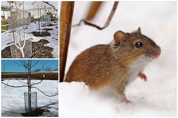 В Ростовской области сады подверглись атаке мышей