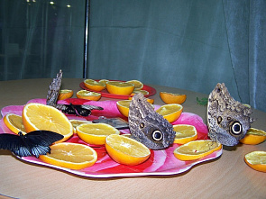 Бабочки зимой