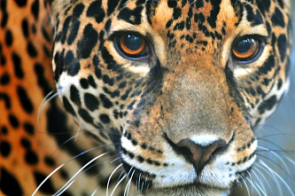 Завтрак в Ростовском зоопарке