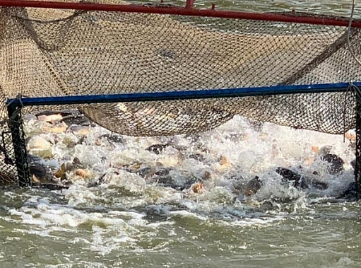 Ростовская область сохранила лидирующее место в ЮФО по производству рыбы