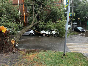 У поликлиники водников в Ростове-на-Дону старый тополь рухнул на машины