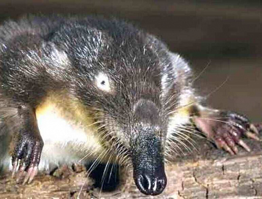 РЕЛИКТ ВЕРХНЕДОНЬЯ