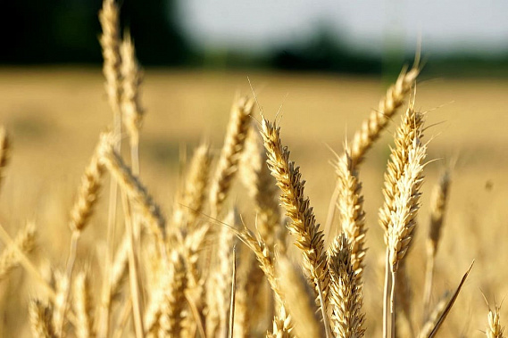 На Дону уже намолотили 10 миллионов тонн зерна