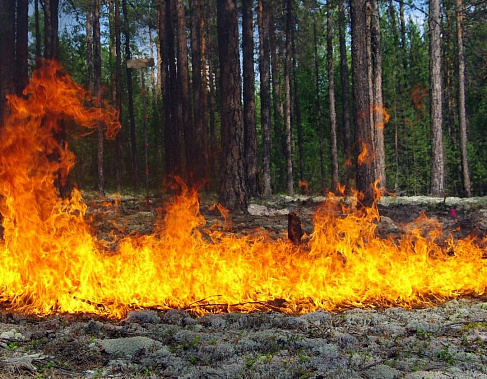 На Дону объявлено начало пожароопасного сезона