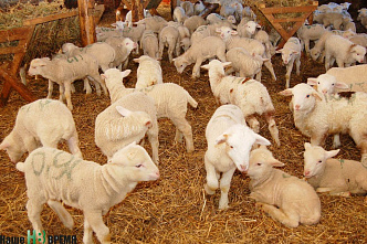 Не хлебом единым