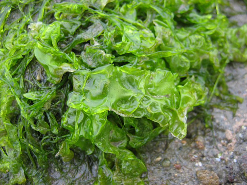 Это водоросли из вида Ulva, которые часто называют «морским салатом».