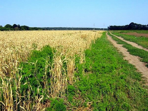 В Мясниковском районе обнаружили зараженную амброзией пшеницу