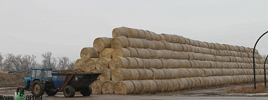 Коровы из красной книжки