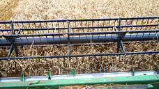 В Октябрьском (с.) районе уборку урожая ведут наперегонки  с дождем