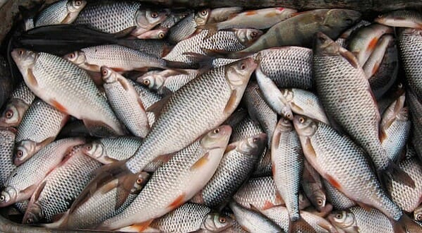 В Сальском районе изъяли почти центнер рыбы без документов
