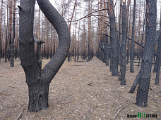 Лес спит – работа кипит