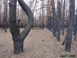 Лес спит – работа кипит