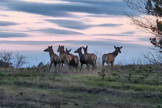 Источник фото: правительство Ростовской области.
