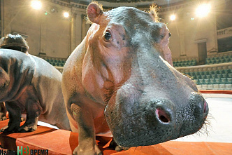 Легко ли бегемоту стать артистом?