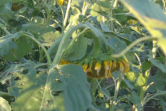 Чтобы не снизить урожай семян «солнечного цветка»