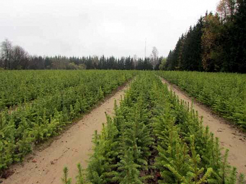 На Дону собираются создать десятый по счету лесопитомник