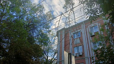 09 08 2024 Деревья – это хорошо, но…