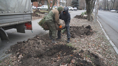 Собственница земельного участка на Зелёной в Ростове высадила 14 новых деревьев на проспекте Сельмаш