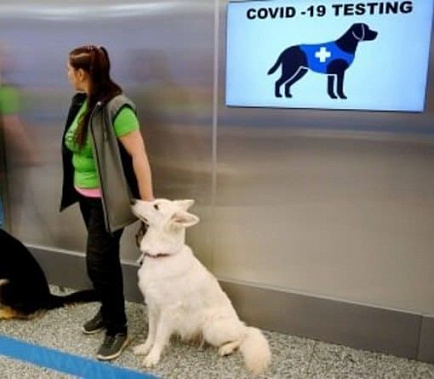 В аэропорту Хельсинки начали эксперимент по выявлению коронавируса служебными собаками