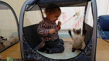 Как кошки-крошки на елку ходили