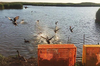 В Ростовской области в природу выпустили 400 уток-крякв