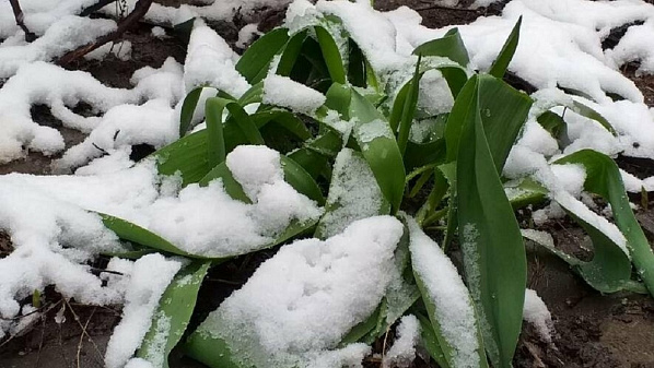 Быстрого прихода на Дон весны в нынешнем марте ждать не следует