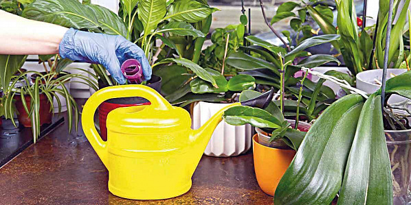 Фото с сайта botanichka.ru