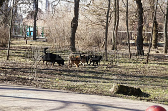 Бродячих собак больше, но укушенных так и не нашли