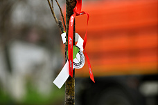 14 04 2025 Весенний день древонасаждения 2025 в Ростове