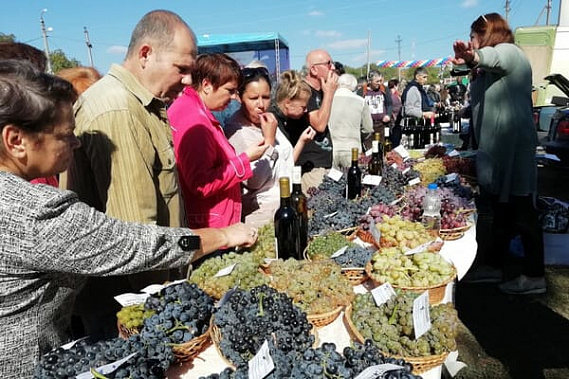 В Ростовской области разрешили проводить винодельческие ярмарки с дегустацией