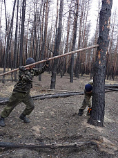 Лес спит – работа кипит