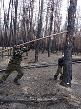 Лес спит – работа кипит