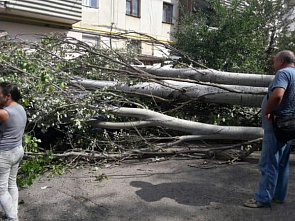 На торговца фруктами в Новочеркасске рухнуло дерево