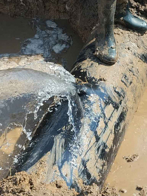 Мэр Зернограда Ростовской области сообщила о диверсии на водоводе