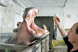 Легко ли бегемоту стать артистом?