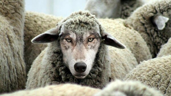 В Ростовской области обнаружили полтысячи овец-нелегалок