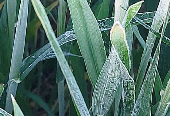 Источник фото: ТГ-канал В. Голубева.