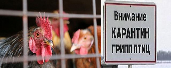 Птичий грипп в Песчанокопском районе. Территория на карантине