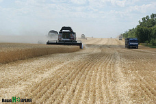 Колос Верхнего Дона