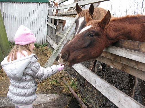 Лошадь-лекарь