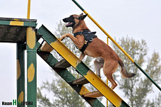 Собаки свое дело знают
