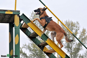 Собаки свое дело знают