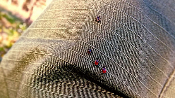 С начала июня на Дону клещи покусали более 500 человек