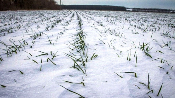 Источник фото: mcx.gov.ru