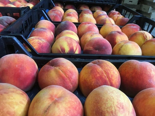 В Аксайском районе уничтожили больше полутонны персиков