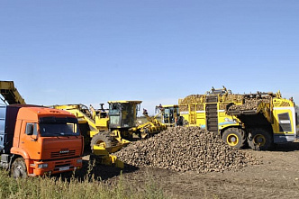 Урожайность картофеля на Дону в этом году составила более 300 центнеров с гектара