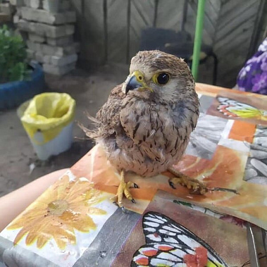 Маленький ястреб устроил блэкаут в поселке Шолоховском